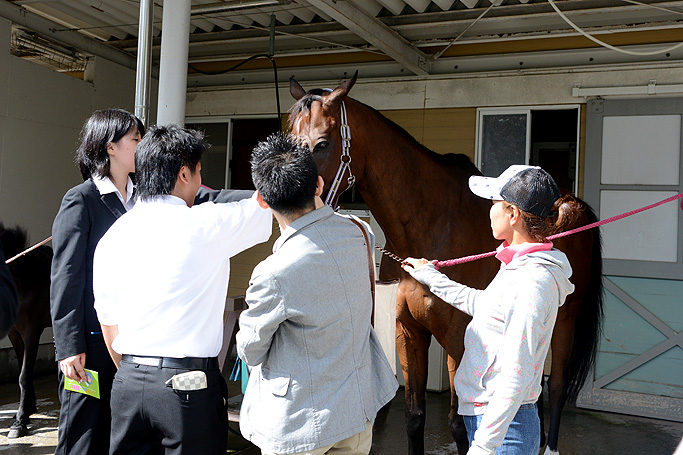 馬と触れ合う機会も